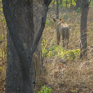 Lioness in Tanzania