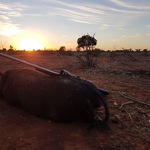 Australia Hunting Pig