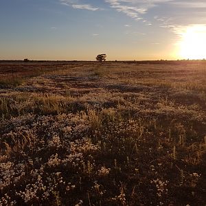 Sunrise In The Outback Australia