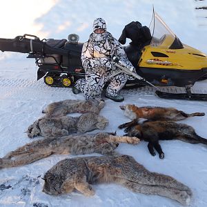 Bobcat, Fox & Wolf Hunting