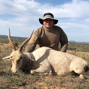 South Africa Hunting White Blesbok