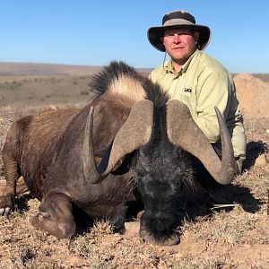 South Africa Hunt Black Wildebeest