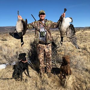 Geese Hunt USA