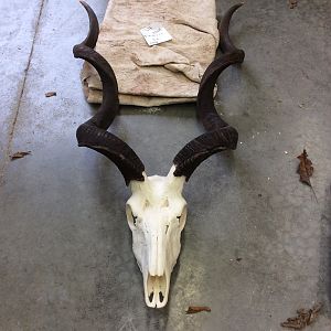 Kudu Skin & Skull