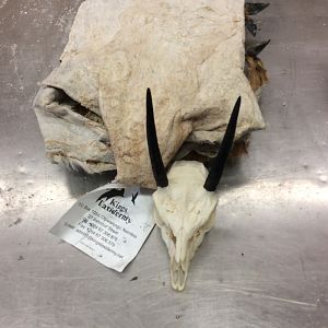 Steenbok Skin & Skull