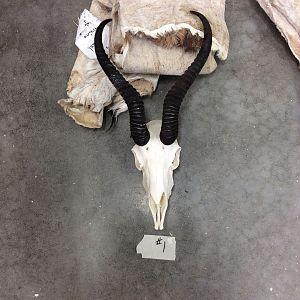 Springbok Skin & Skull