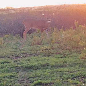 White-tailed Deer Hunt Texas USA