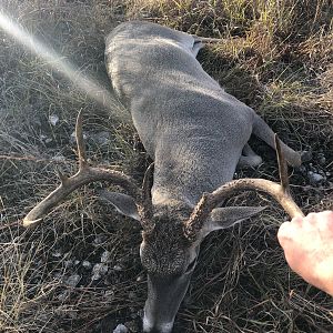Texas USA Hunting White-tailed Deer
