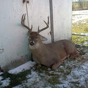 Alberta Whitetail