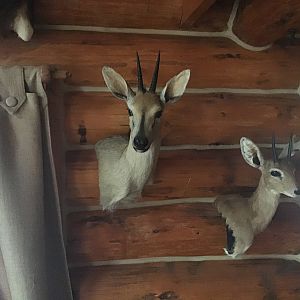 Duiker & Steenbok Wall Mount Taxidermy