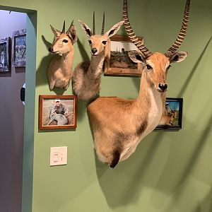 Duiker, Vaal Rhebok & Lechwe Shoulder Mount Taxidermy