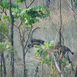 Sable Antelope Tanzania