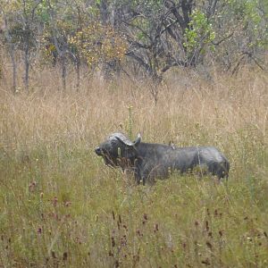 Cape Buffalo Tanzania