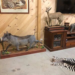 Warthog Full Mount Taxidermy