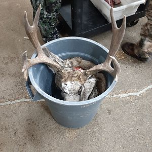Hunt Mule Deer in Canada
