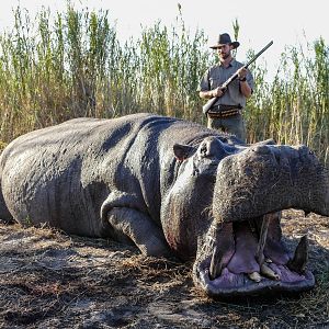 Hippo Hunt Namibia