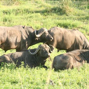 Herd of Cape Buffalo in Mozambique