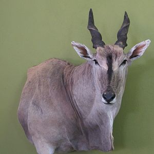 Eland Shoulder Mount Taxidermy