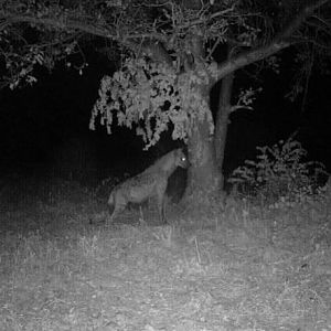 Trail Cam Pictures of Spotted Hyana in South Africa