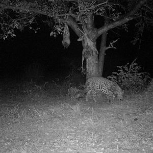 Spotted Hyana Trail Cam Pictures South Africa