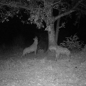 Trail Cam Pictures of Spotted Hyana in South Africa