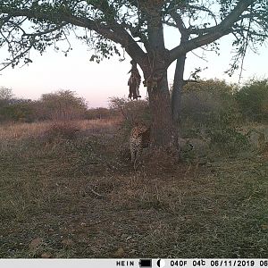 South Africa Trail Cam Pictures Spotted Hyana
