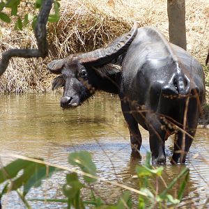 Asiatic Water Buffalo in Australia