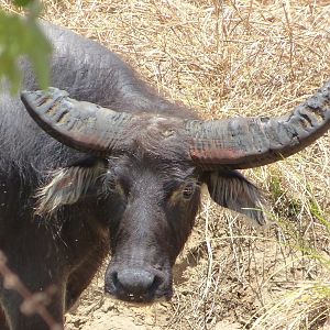 Asiatic Water Buffalo in Australia