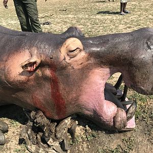 Hippo hunt with NB Safaris