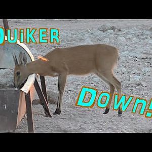 Duiker Hunting Namibia