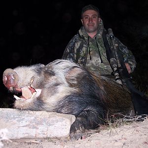 Hunt Bushpig in South Africa