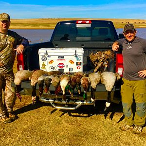 Hunt Ducks & Canada Goose in Texas USA