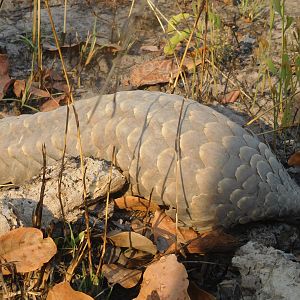 Pangolin in Tanzania