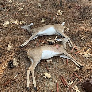 USA Hunting White-tailed Deer