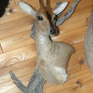 Duiker Wall Mount Pedestal Taxidermy