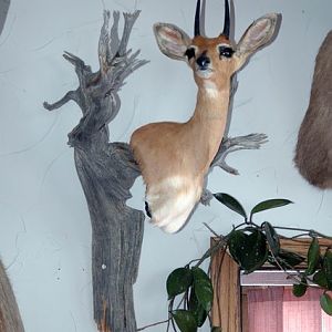 Steenbok Wall Mount Pedestal Taxidermy