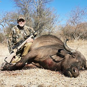 South Africa Hunt Buffalo Cow