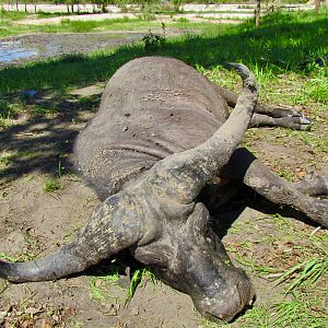 Hunting Buffalo in Tanzania