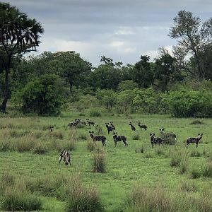 Wild Dogs in Tanzania