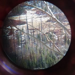 Moose through the scope