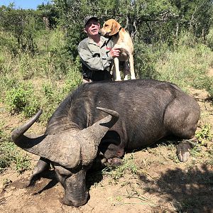 Hunt Buffalo in South Africa