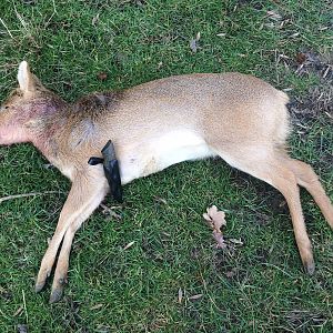 Chinese Water Deer Hunting Europe