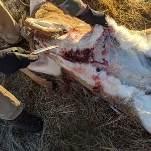 White-tailed Deer Hunt Montana USA