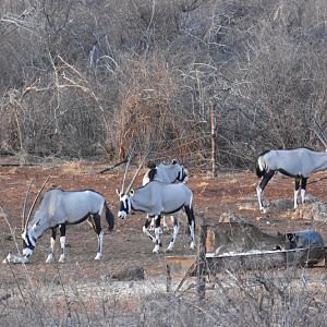 Gemsbok & Kudu Female Namibia