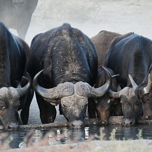 Cape Buffalo in South Africa