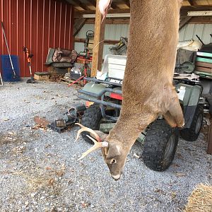 Hunt White-tailed Deer in USA