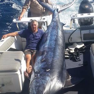 South Africa Fishing 810lb Blue Marlin