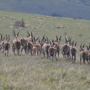 Eland in South Africa