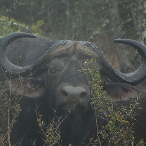 Cape Buffalo Bull South Africa