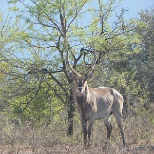 Waterbuck South Africa